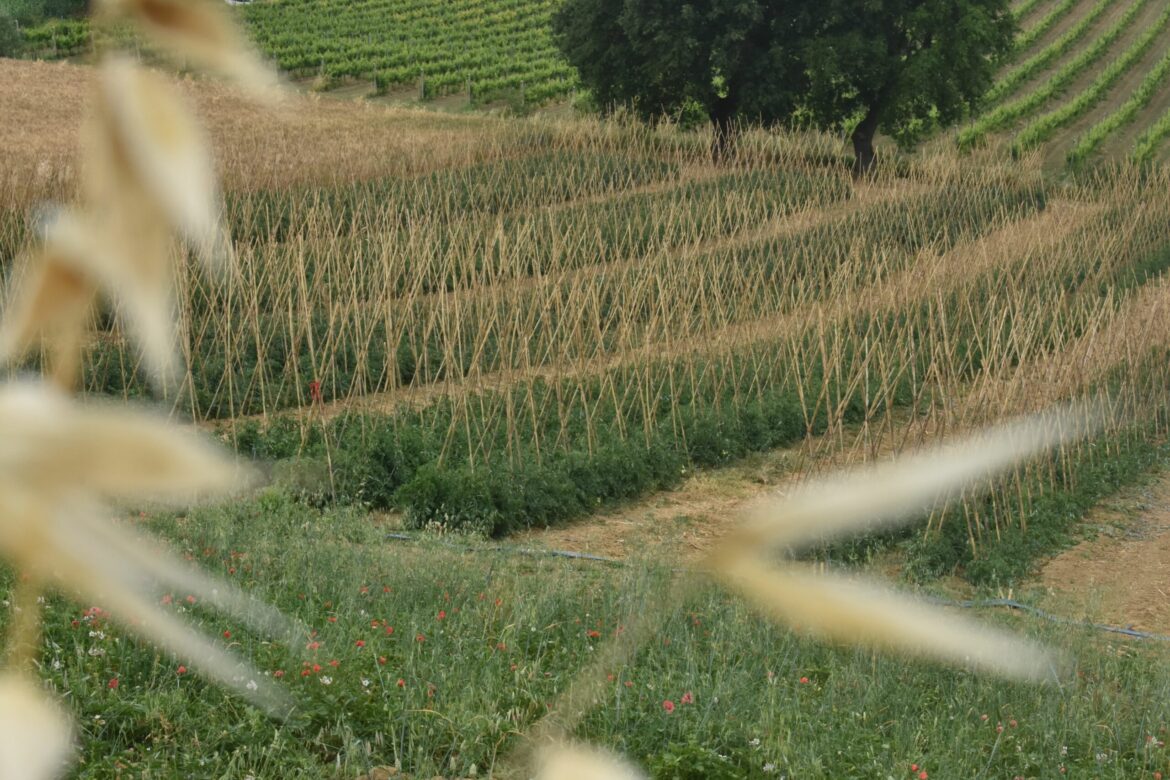 Az. Agricola di luzio Collecorvino Abruzzo